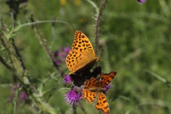 SORTIE NATURE